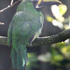 Black-throated Toucanet (Aulacorhynchus atrogularis), August 2015