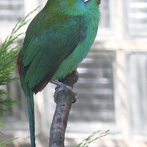 Crimson-rumped Toucanet (Aulacorhynchus haematopygus), August 2015