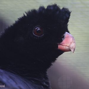 Crestless Curassow (Mitu tomentosa), August 2015