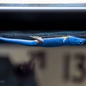 Electric blue day gecko : Paignton : 23 Sep 2015