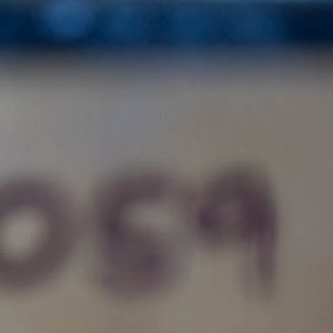 Electric blue day gecko : Paignton : 23 Sep 2015