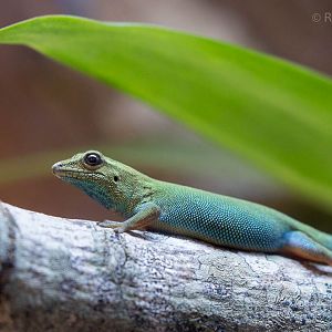 Electric blue day gecko : Paignton : 23 Sep 2015