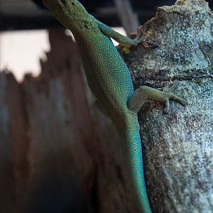 Electric blue day gecko : Paignton : 23 Sep 2015