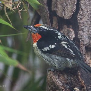 Black-spotted barbet : Waddesdon : 03 Oct 2015