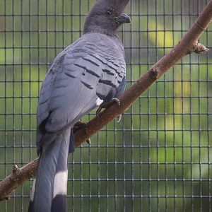 White-bellied go-away-bird : Waddesdon : 03 Oct 2015
