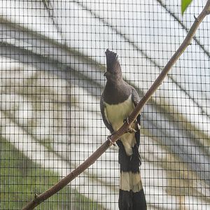 White-bellied go-away-bird : Waddesdon : 03 Oct 2015