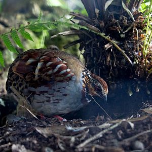 Collared hill-partridge : Waddesdon : 03 Oct 2015