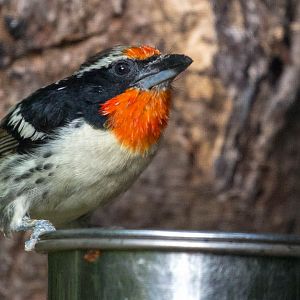 Black-spotted barbet : Waddesdon : 03 Oct 2015