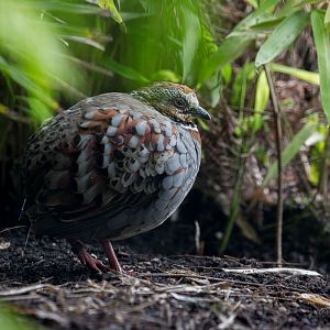 Collared hill-partridge : Waddesdon : 09 Oct 2015