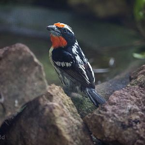 Black-spotted barbet : Waddesdon : 09 Oct 2015