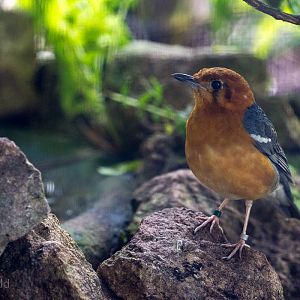 Orange-headed thrush : Waddesdon : 09 Oct 2015