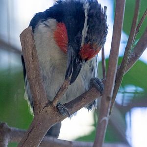 Black-spotted barbet : Waddesdon : 11 Oct 2015