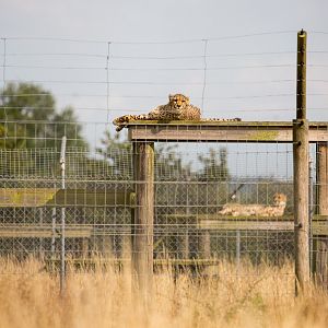 Cheetah (enclosures) : Hamerton : 12 Jul 2015