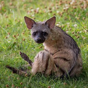 Eastern aardwolf : Hamerton : 12 Jul 2015