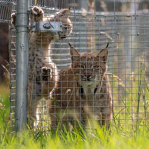 Canada lynx : Hamerton : 12 Jul 2015
