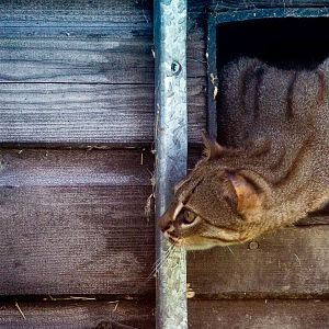 Rusty-spotted cat : Hamerton : 12 Jul 2015