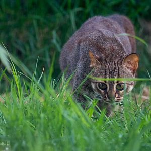 Rusty-spotted cat : Hamerton : 12 Jul 2015