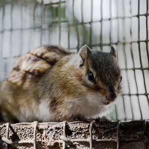 Siberian chipmunk : Hamerton : 09 Aug 2015