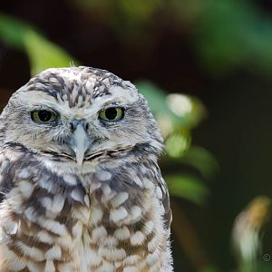 Burrowing owl : Hamerton : 09 Aug 2015