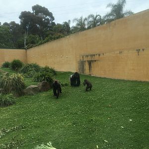 Gorillas