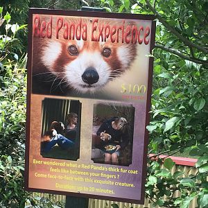Panda Experiance