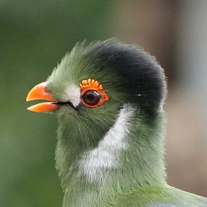 White-cheeked touraco