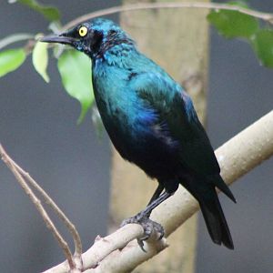 Purple glossy starling