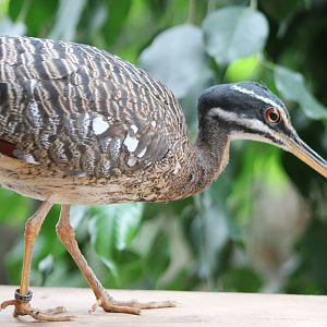 Sunbittern