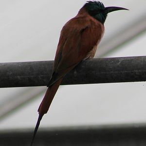 Carmine bee-eater