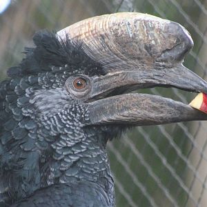 Silver-cheeked hornbill
