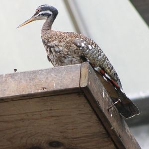 Sunbittern
