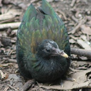 Young Nicobar pigeon