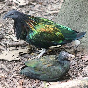 Nicobar pigeon with young