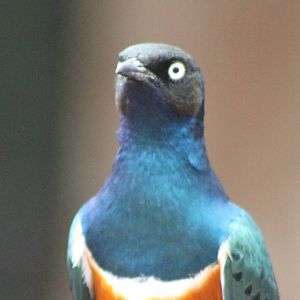 Superb starling