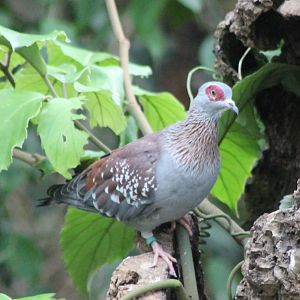 Speckled pigeon