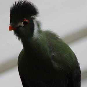 White-cheeked touraco