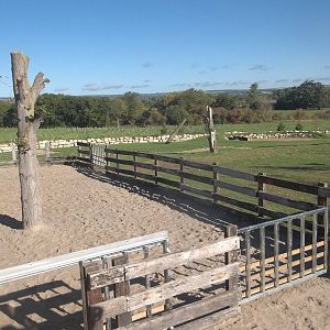 Black Rhinoceros exhibit open, 8th October 2015