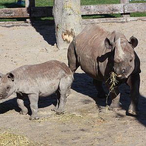 Black Rhinoceroses, 8th October 2015