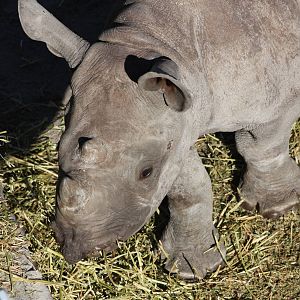 Young Black Rhinoceros, 8th October 2015