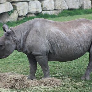 Black Rhinoceros, 27th October 2015