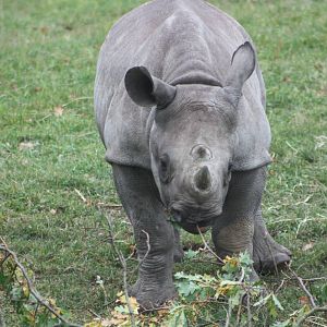 Young Black Rhinoceros, 27th October 2015