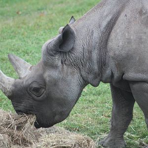 Black Rhinoceros, 27th October 2015