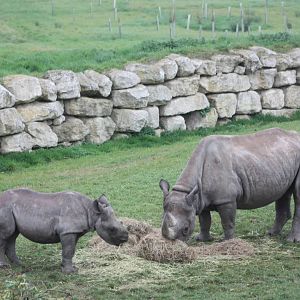 Black Rhinoceroses, 27th October 2015