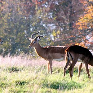Impala; Whipsnade; 31st October 2015