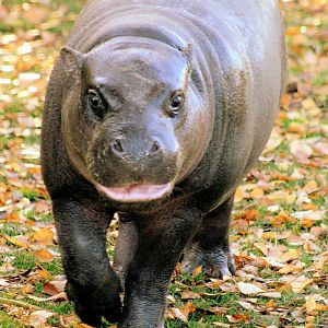 Young pygmy hippopotamus; Whipsnade; 31st October 2015