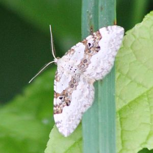 Silver-ground carpet
