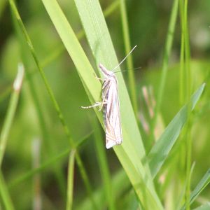 Grass moth