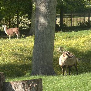 Almost Hagenbeckian, 2nd June 2015