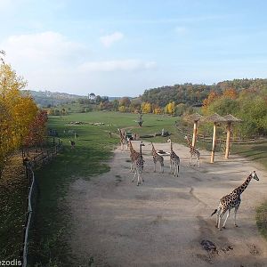 Large African Paddock