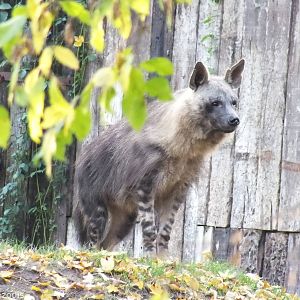Brown Hyaena